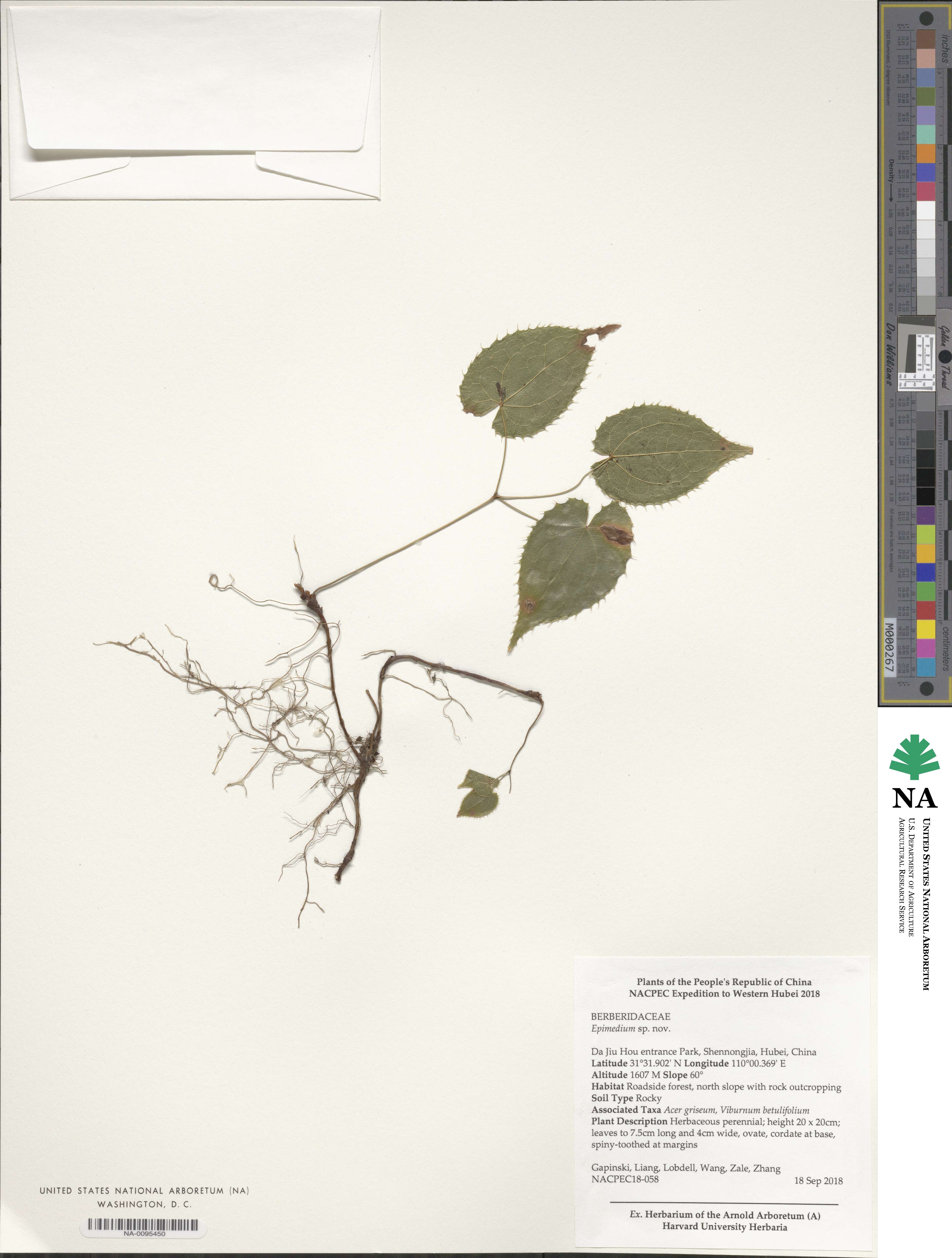 Epimedium shennongjiaensis image
