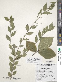 Ulmus changii image