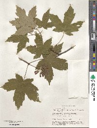 Acer sosnowskyi image