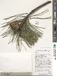 Pinus rigida image