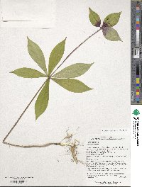 Medeola virginiana image