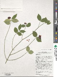 Euonymus americanus image