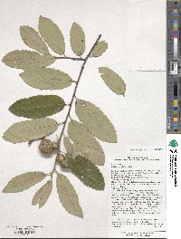 Castanea pumila image