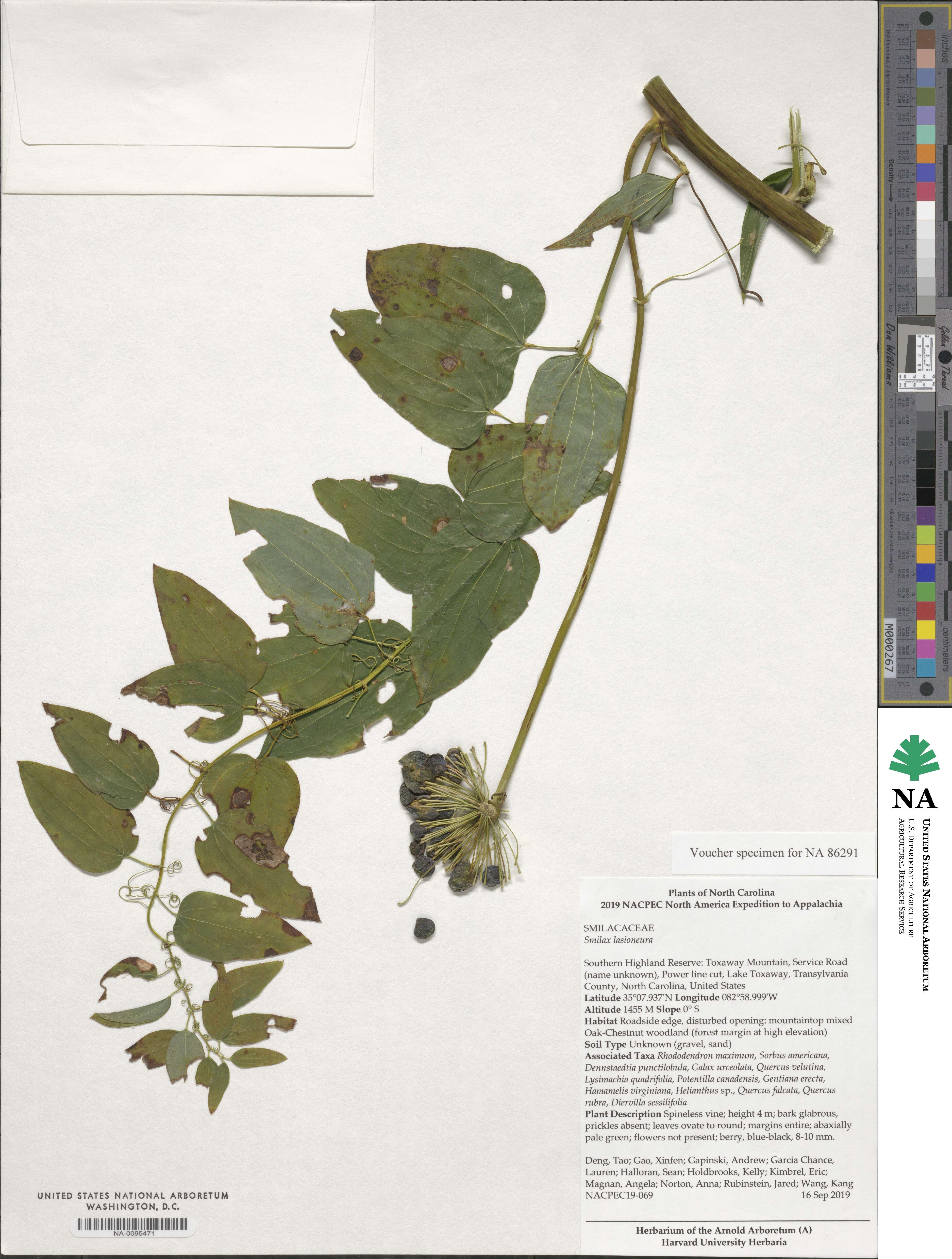 Smilax lasioneura image