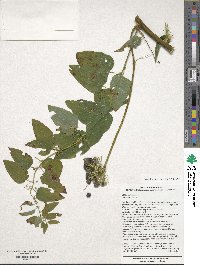 Smilax lasioneura image