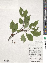 Ilex montana image