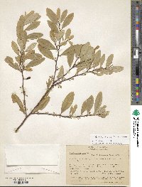 Image of Erythroxylum novogranatense