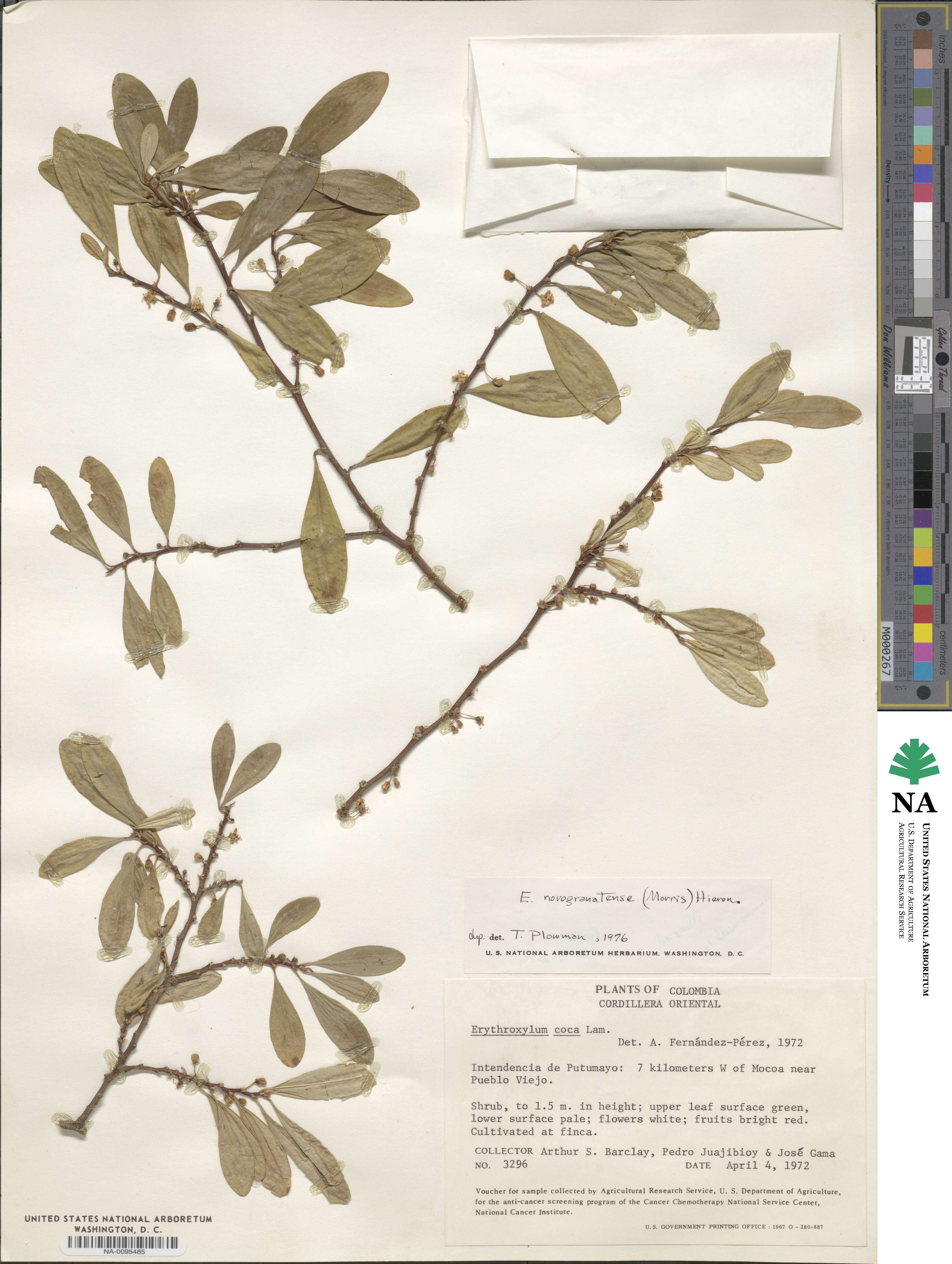 Erythroxylum image