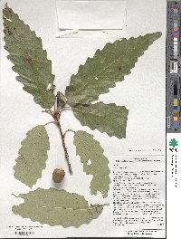 Quercus montana image