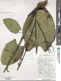 Silphium terebinthinaceum image