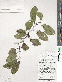 Diospyros virginiana image