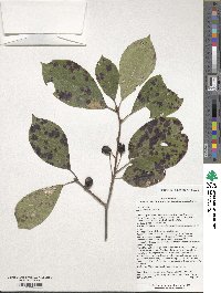 Nyssa sylvatica image