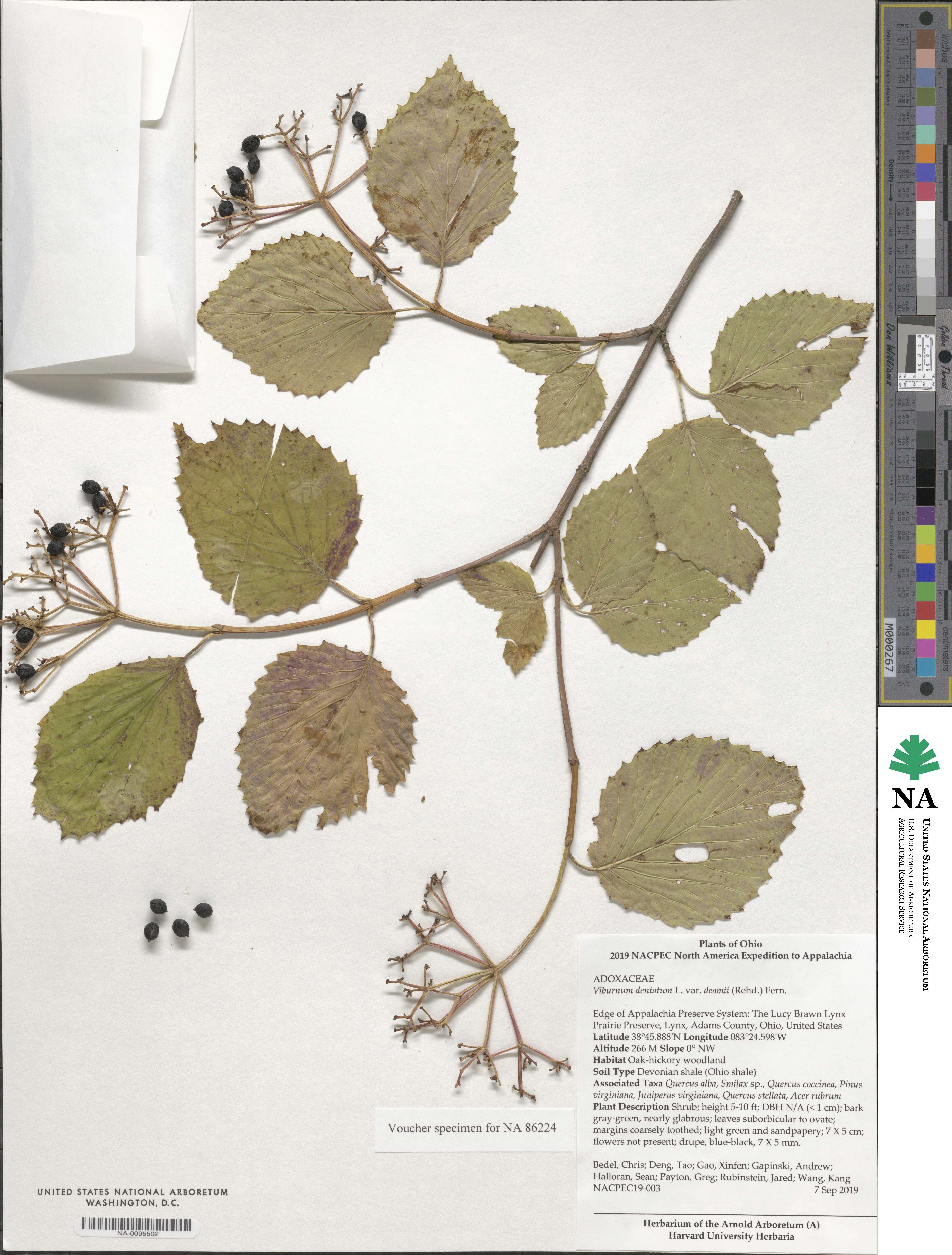 Viburnum deamii image