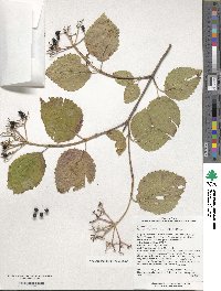 Viburnum deamii image