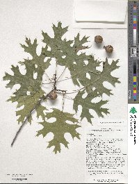 Quercus coccinea image