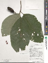 Magnolia acuminata image