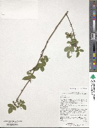 Rosa virginiana image