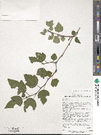 Physocarpus opulifolius image