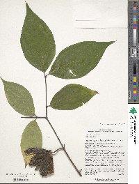 Calycanthus floridus image