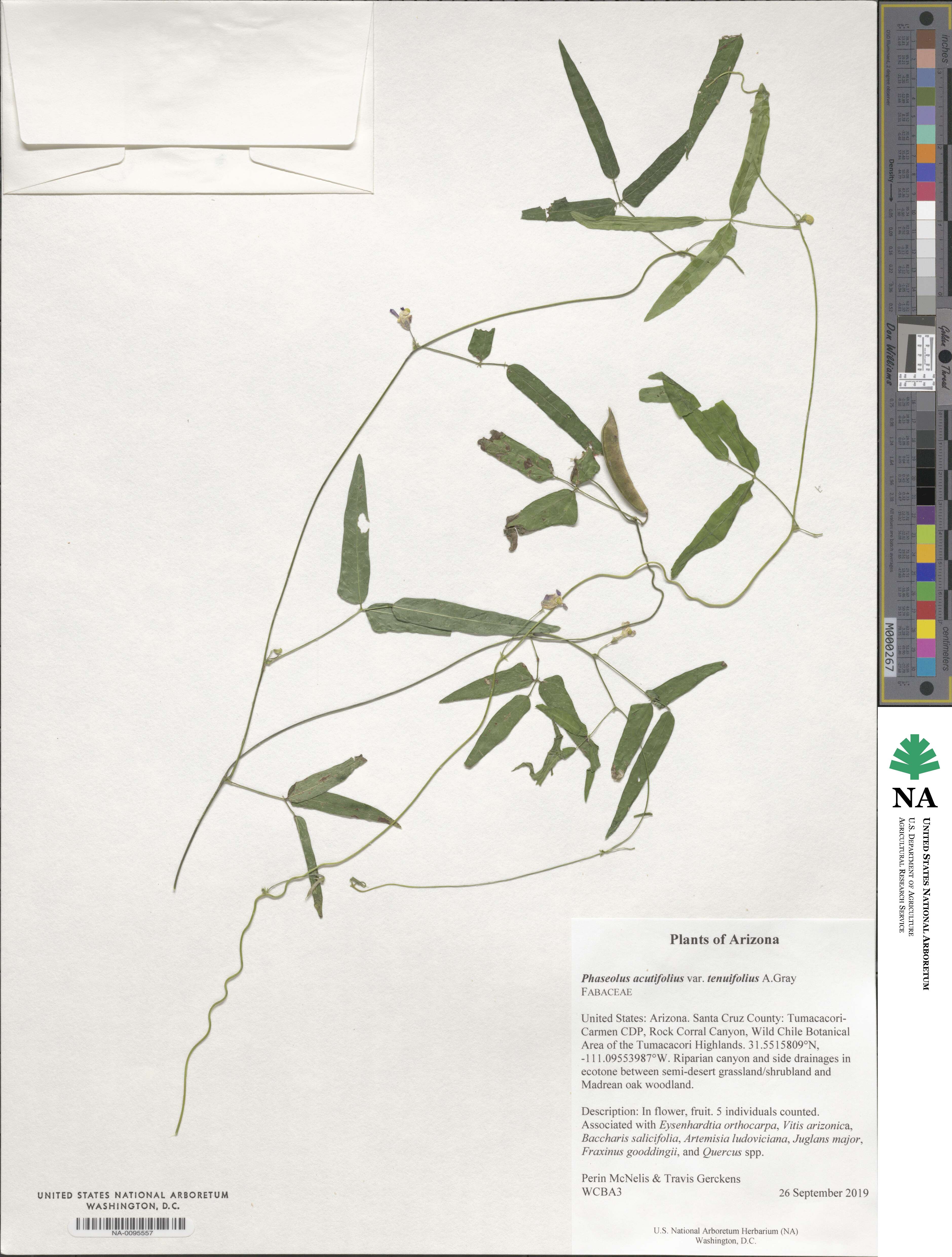 Phaseolus acutifolius var. tenuifolius image