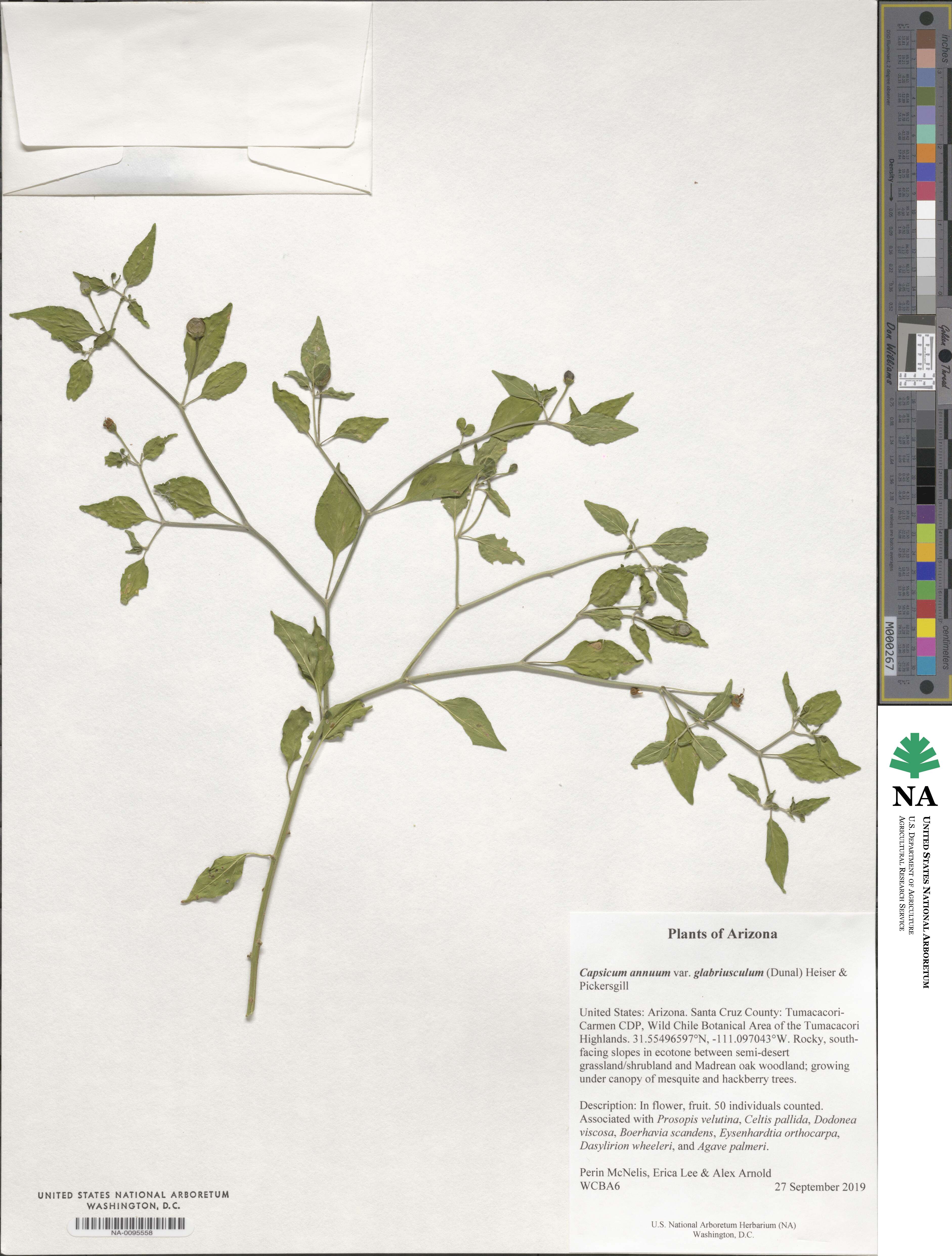 Capsicum annuum var. glabriusculum image