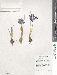 Iris reticulata image