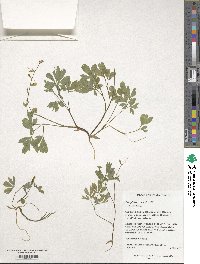 Image of Corydalis caucasica