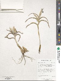 Iris caucasica image