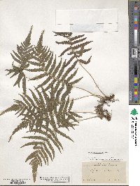 Pelazoneuron patens image
