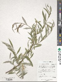 Salix wilhelmsiana image