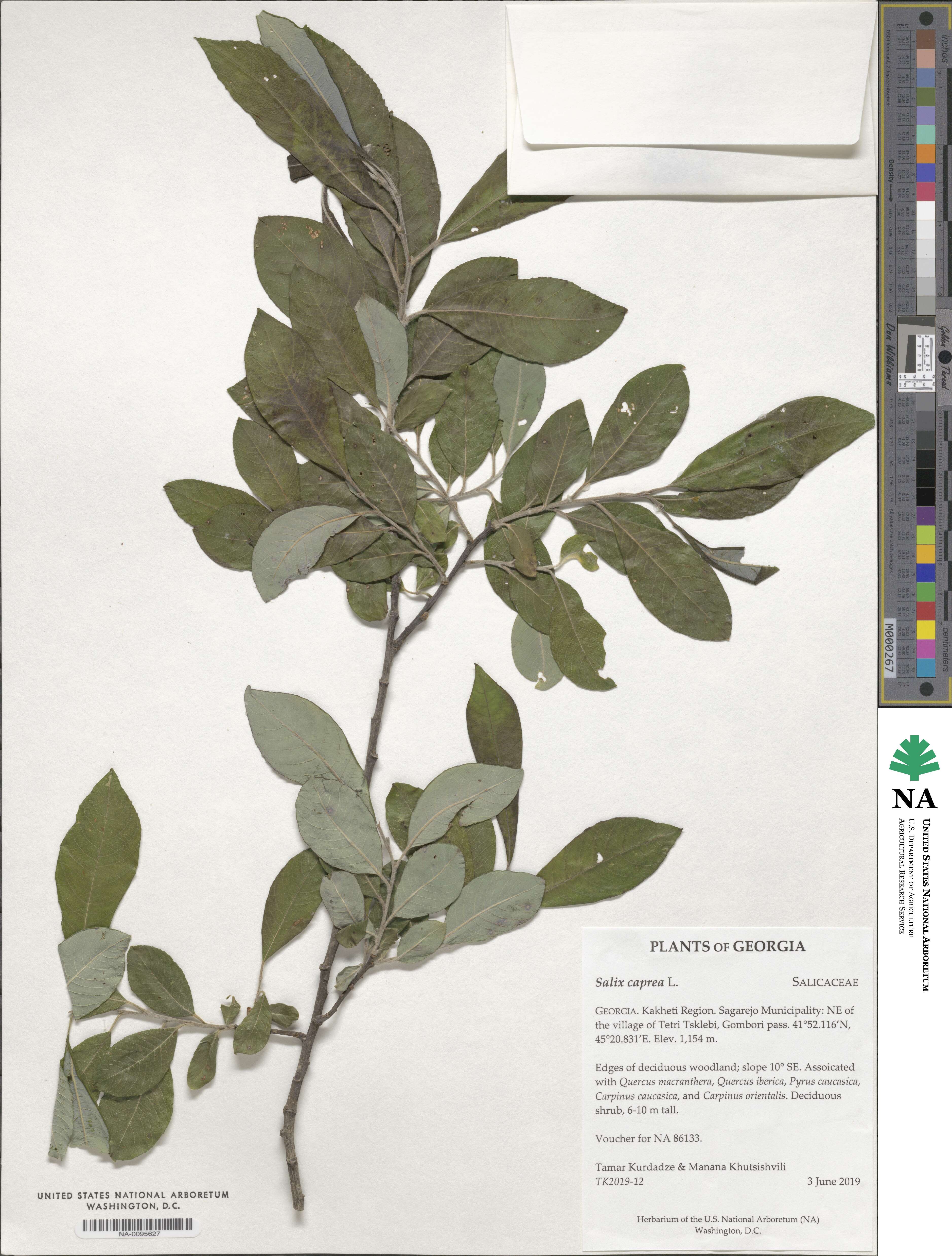 Salix caprea image