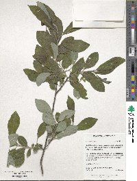 Salix caprea image