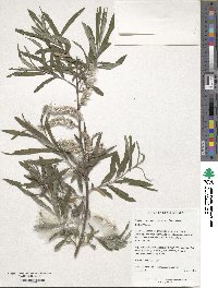 Salix viminalis image