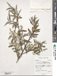 Salix triandra image