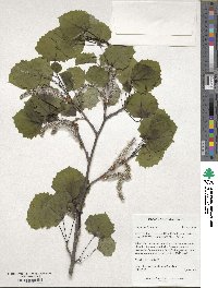 Populus tremula image