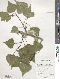 Populus nigra image