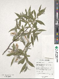 Salix excelsa image