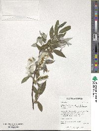 Salix alba image