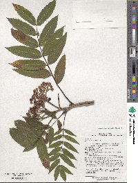 Sorbus americana image