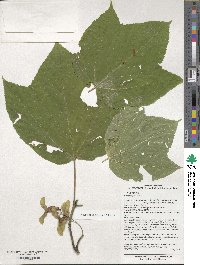 Acer pensylvanicum image