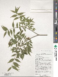 Buckleya distichophylla image