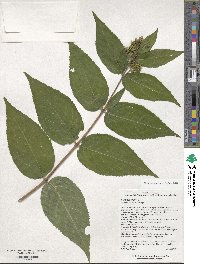 Diervilla rivularis image