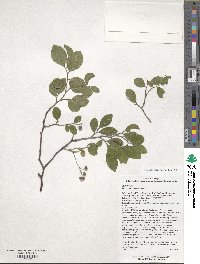 Vaccinium arboreum image