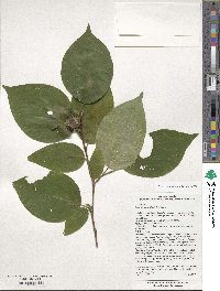 Stewartia ovata image