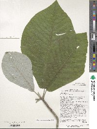 Magnolia macrophylla image