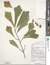 Quercus nigra image