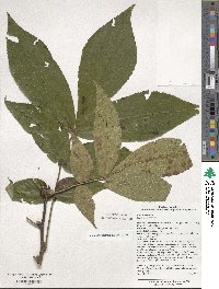 Carya alba image