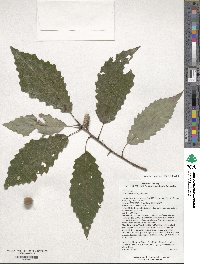 Quercus muehlenbergii image