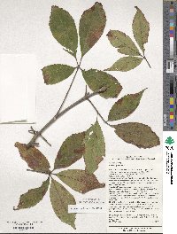 Aesculus glabra image