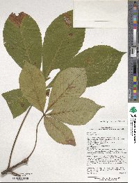 Aesculus flava image